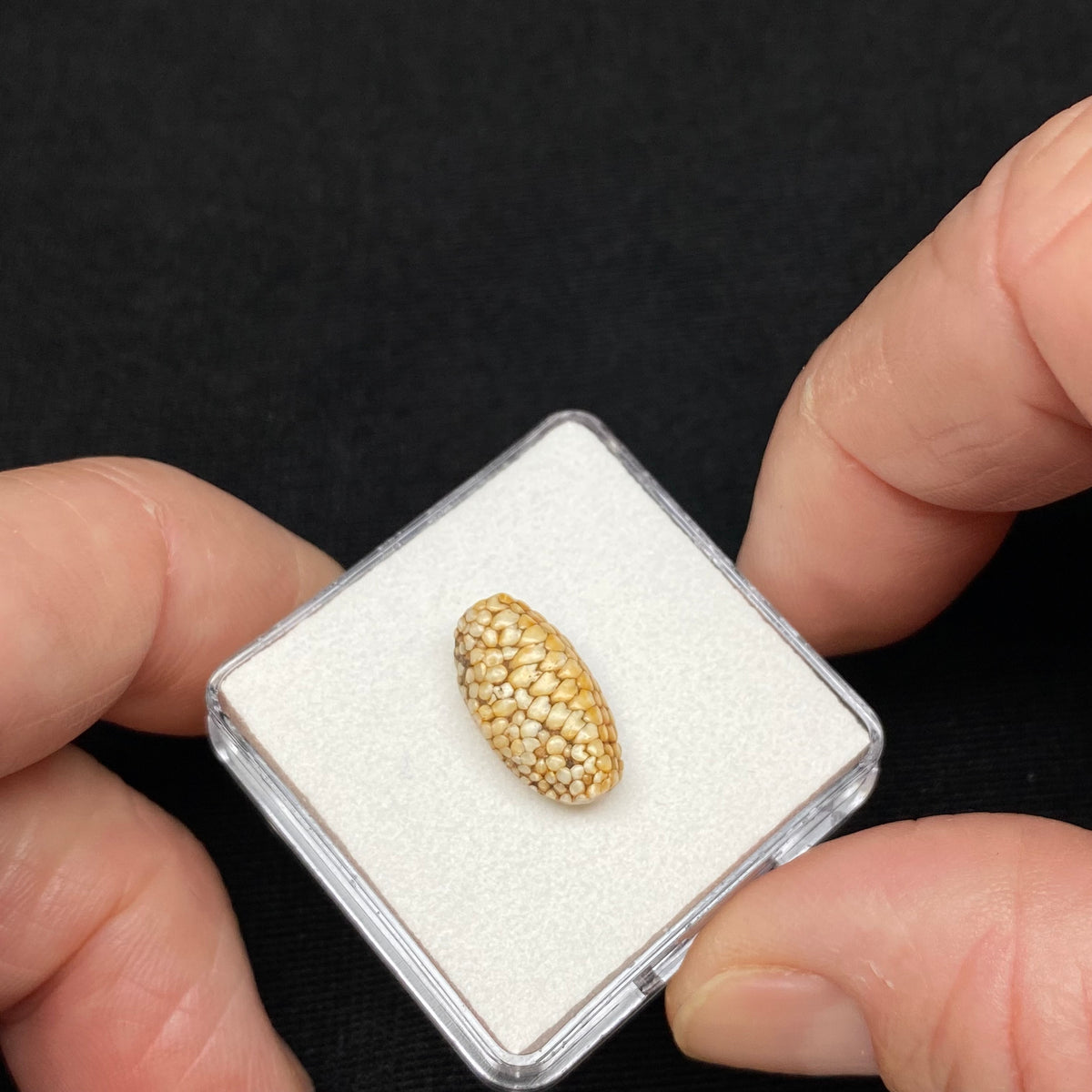 Snakeskin Stone  (fossilized palate of wrasse) - Indonesia