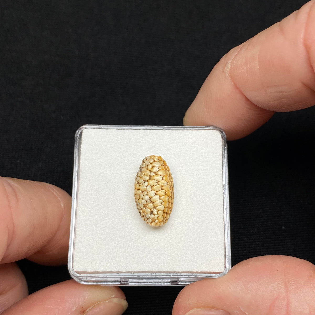 Snakeskin Stone  (fossilized palate of wrasse) - Indonesia