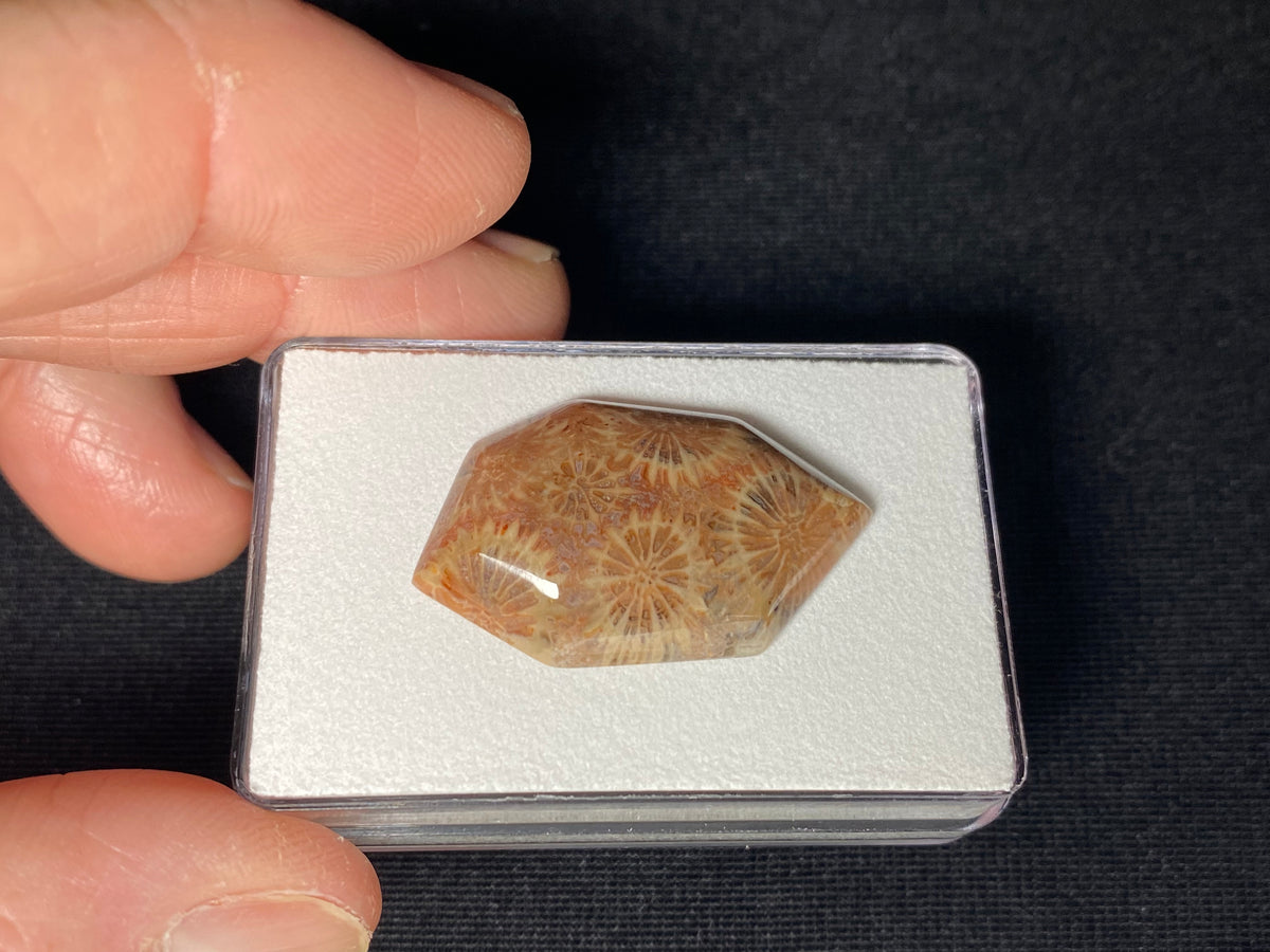 Fossilized Coral - Sumatra, Indonesia