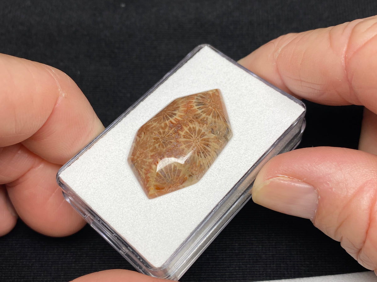 Fossilized Coral - Sumatra, Indonesia