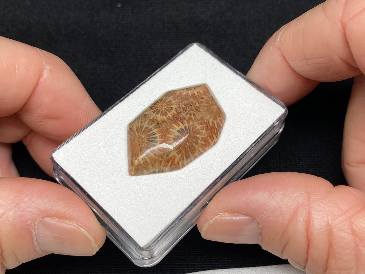 Fossilized Coral - Sumatra, Indonesia