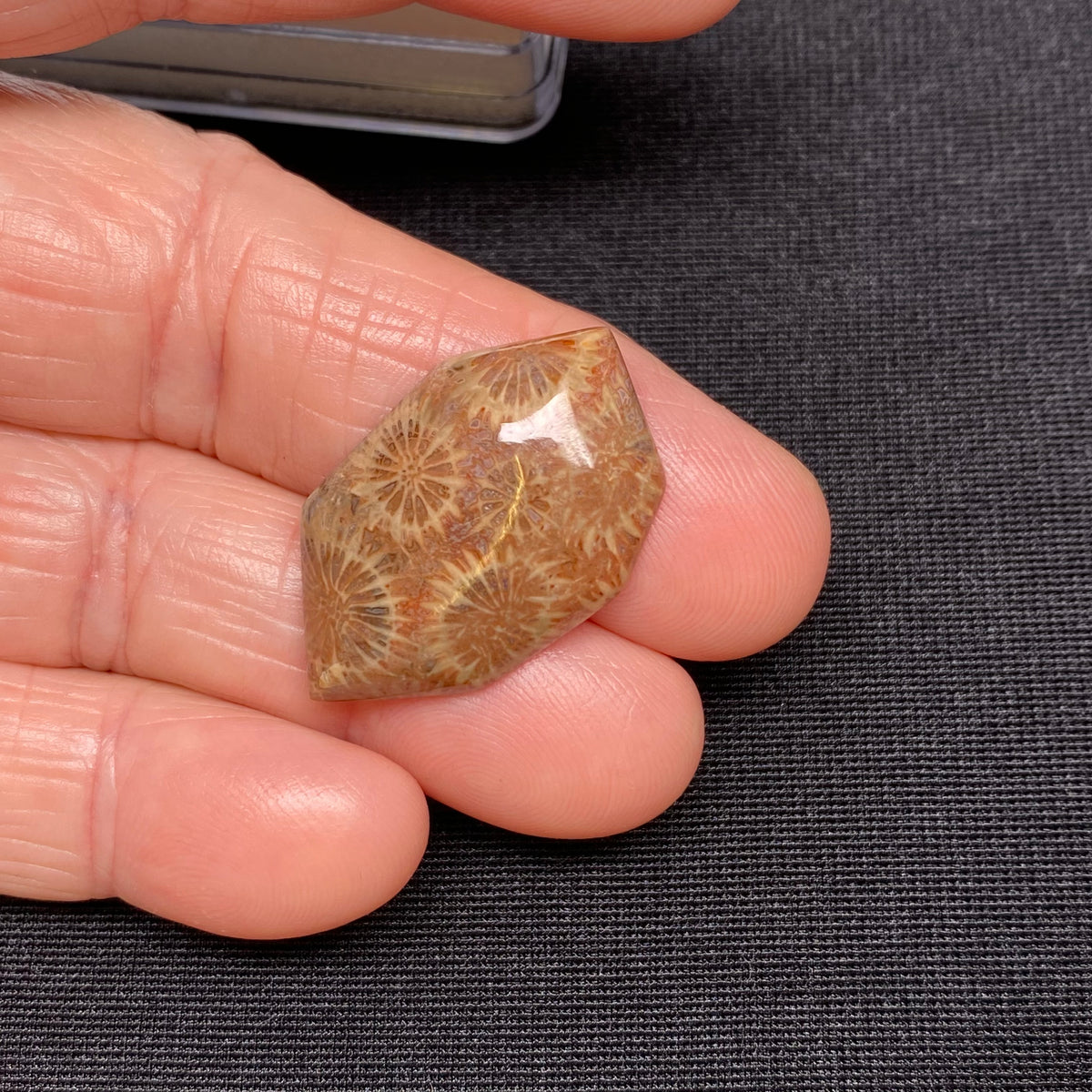 Fossilized Coral - Sumatra, Indonesia