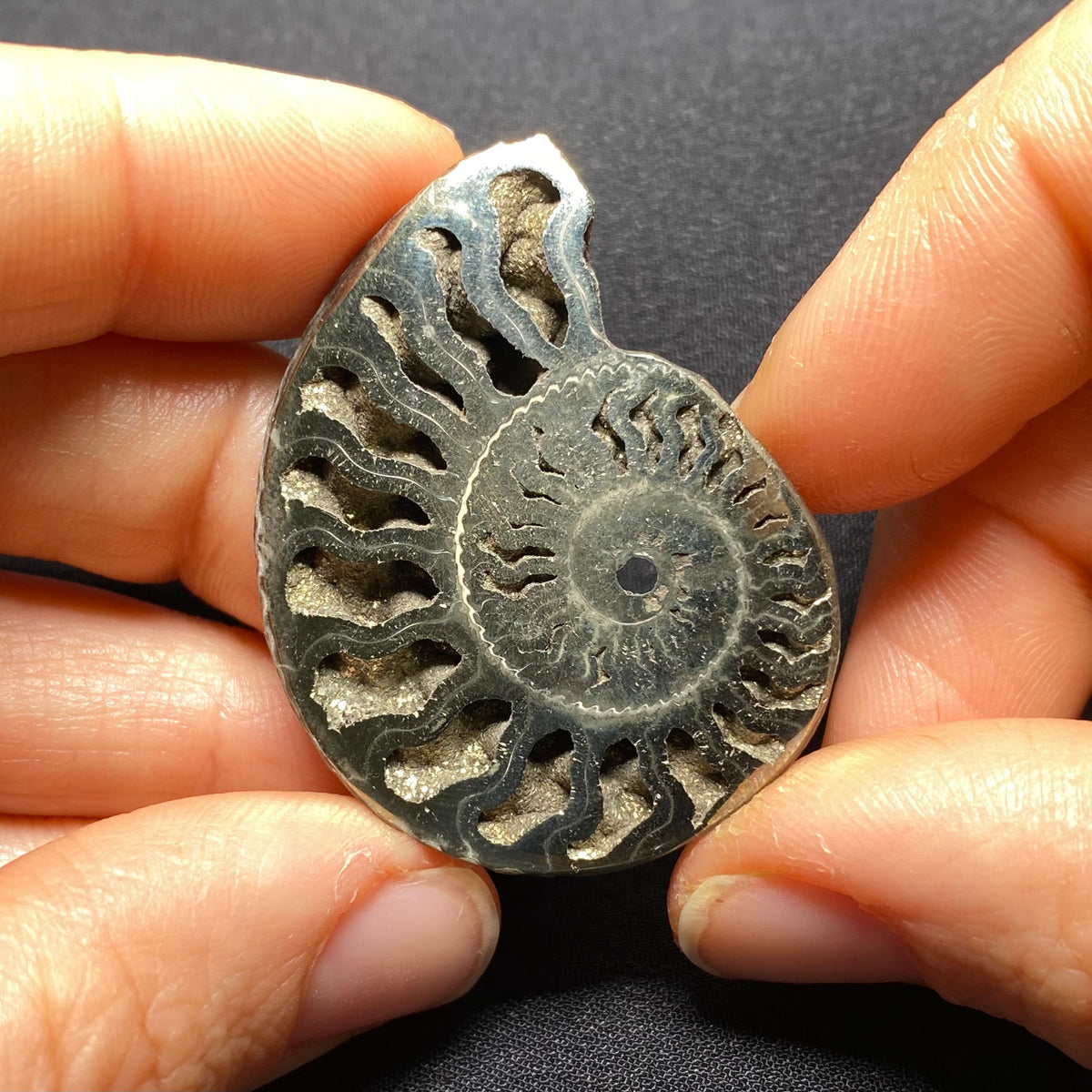 Pyritized Ammonite - Russia