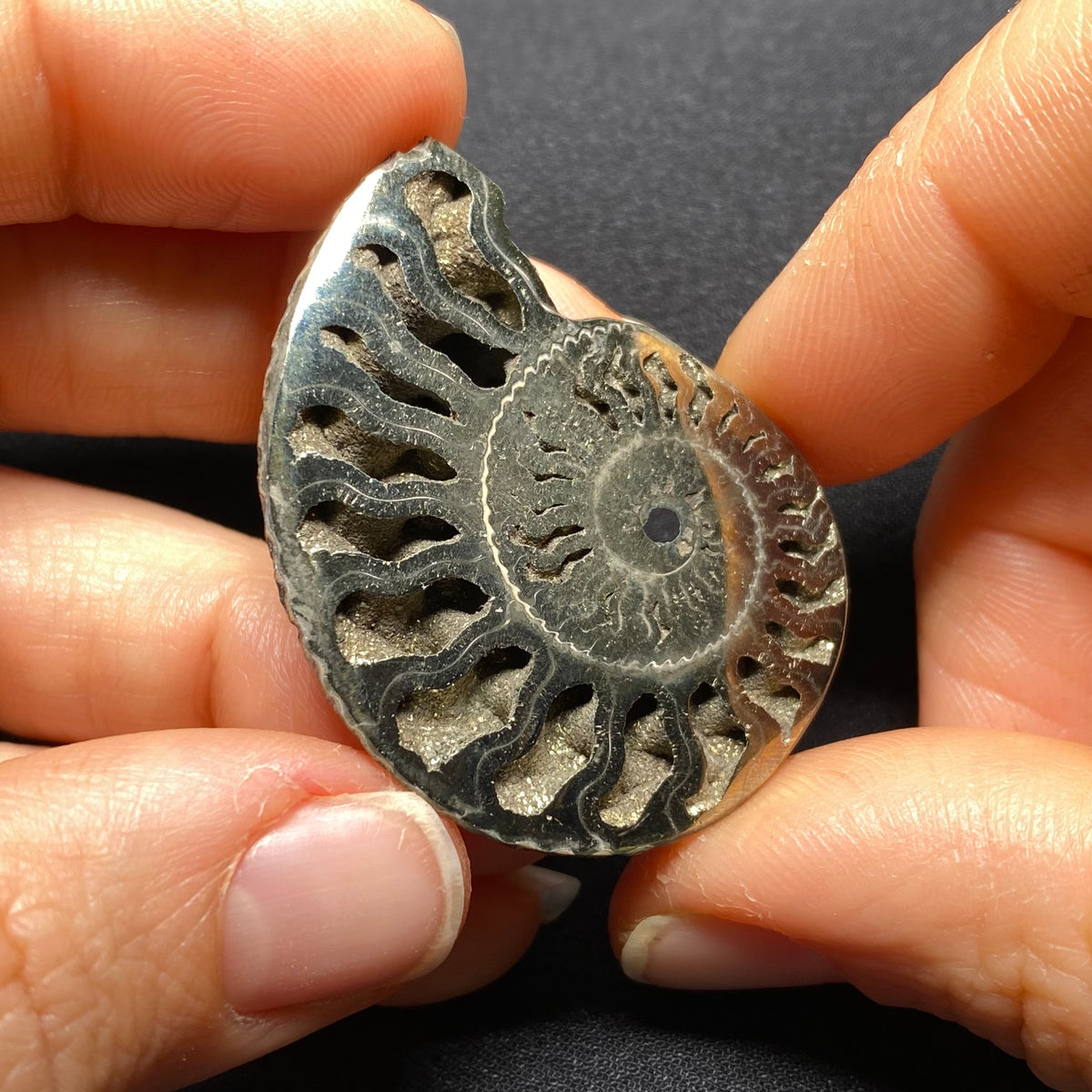 Pyritized Ammonite - Russia
