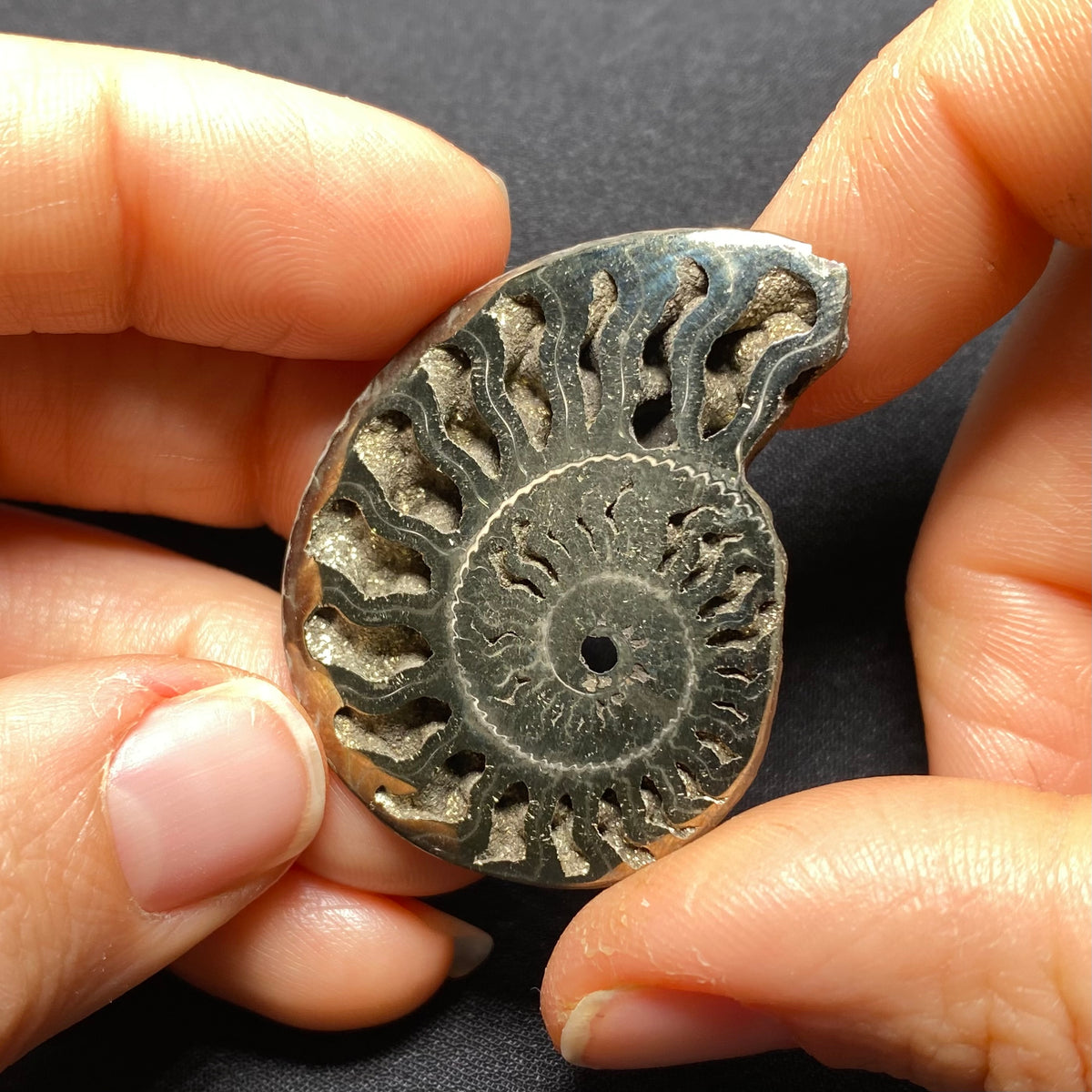 Pyritized Ammonite - Russia