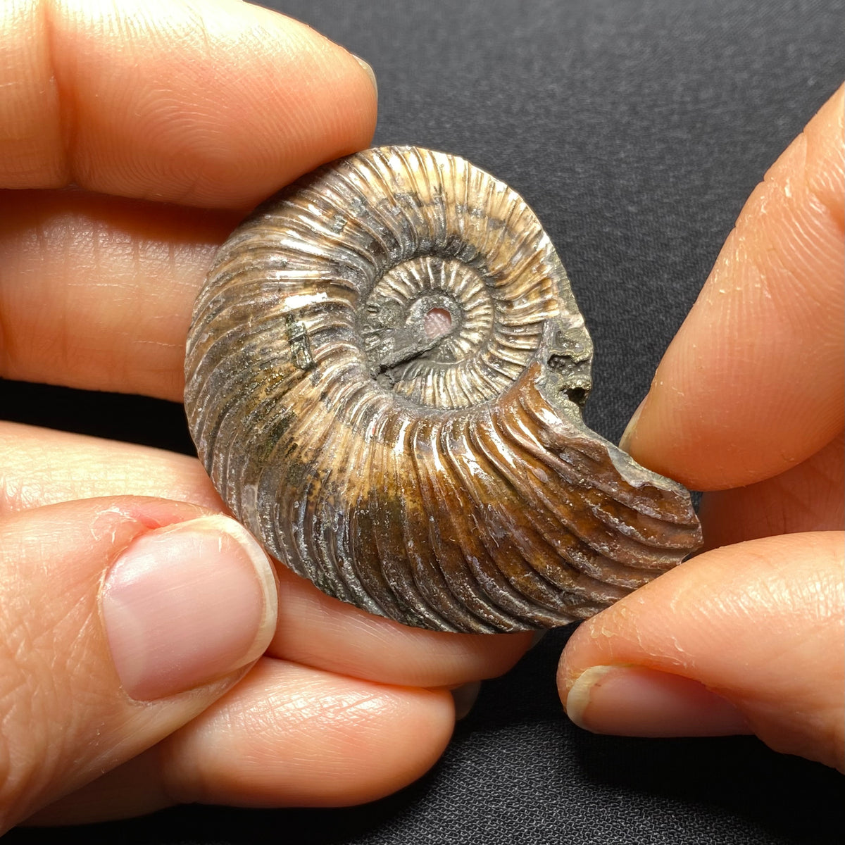 Pyritized Ammonite - Russia