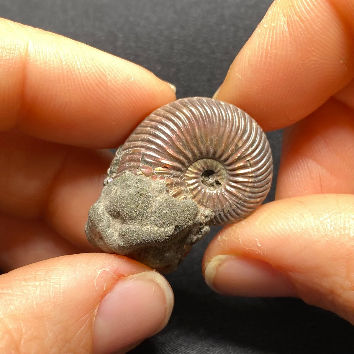 Pyritized Ammonite - Russia