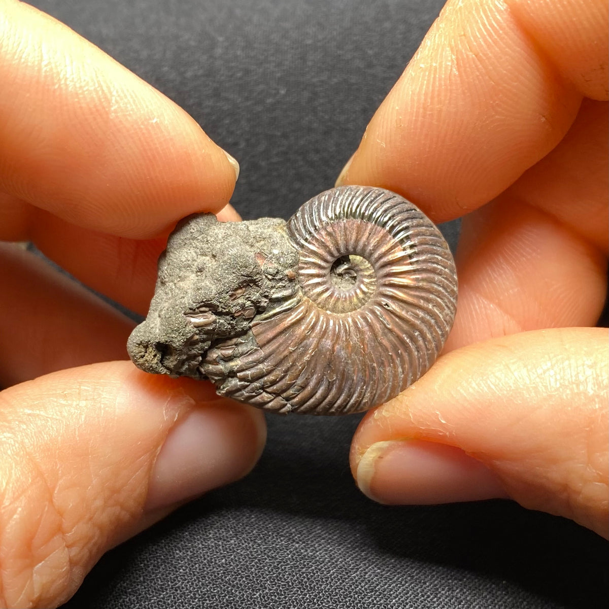 Pyritized Ammonite - Russia