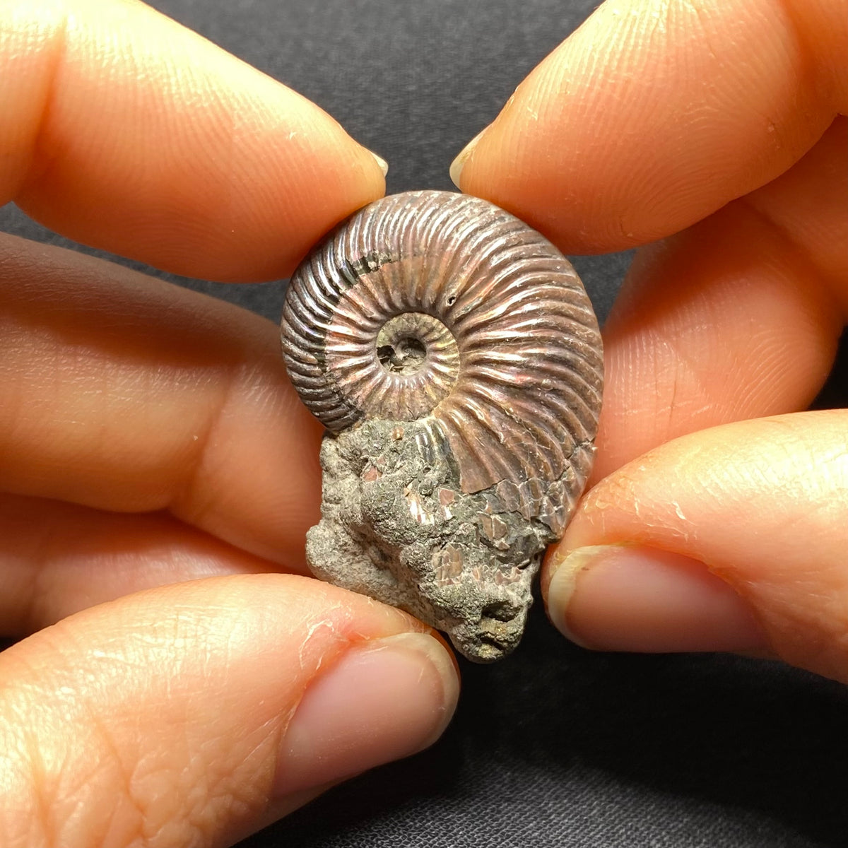 Pyritized Ammonite - Russia