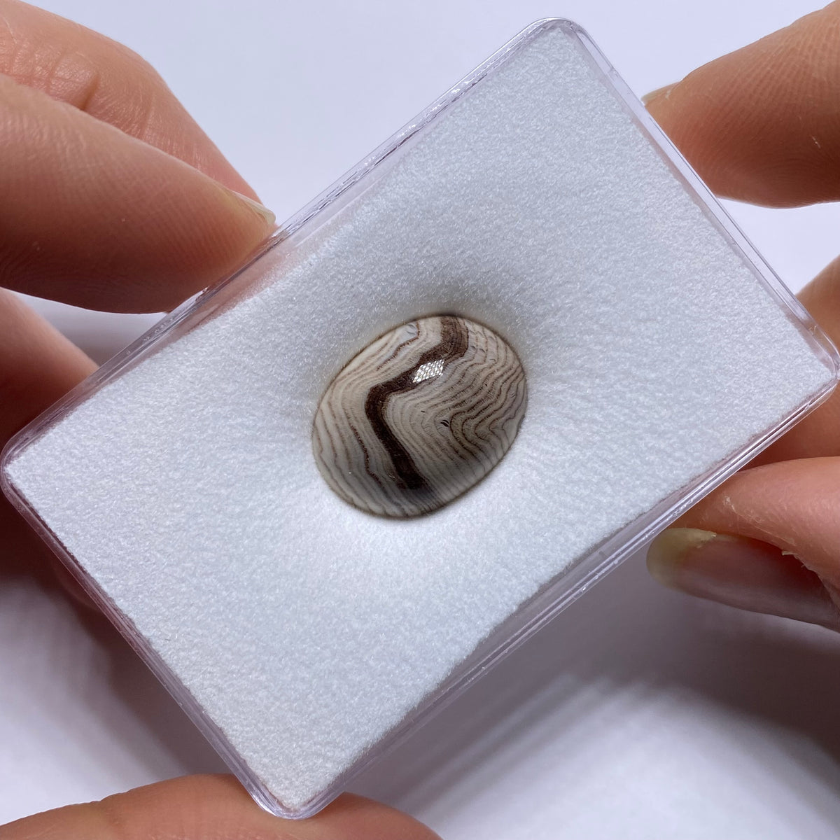 Hells Canyon Petrified Wood Cabochon