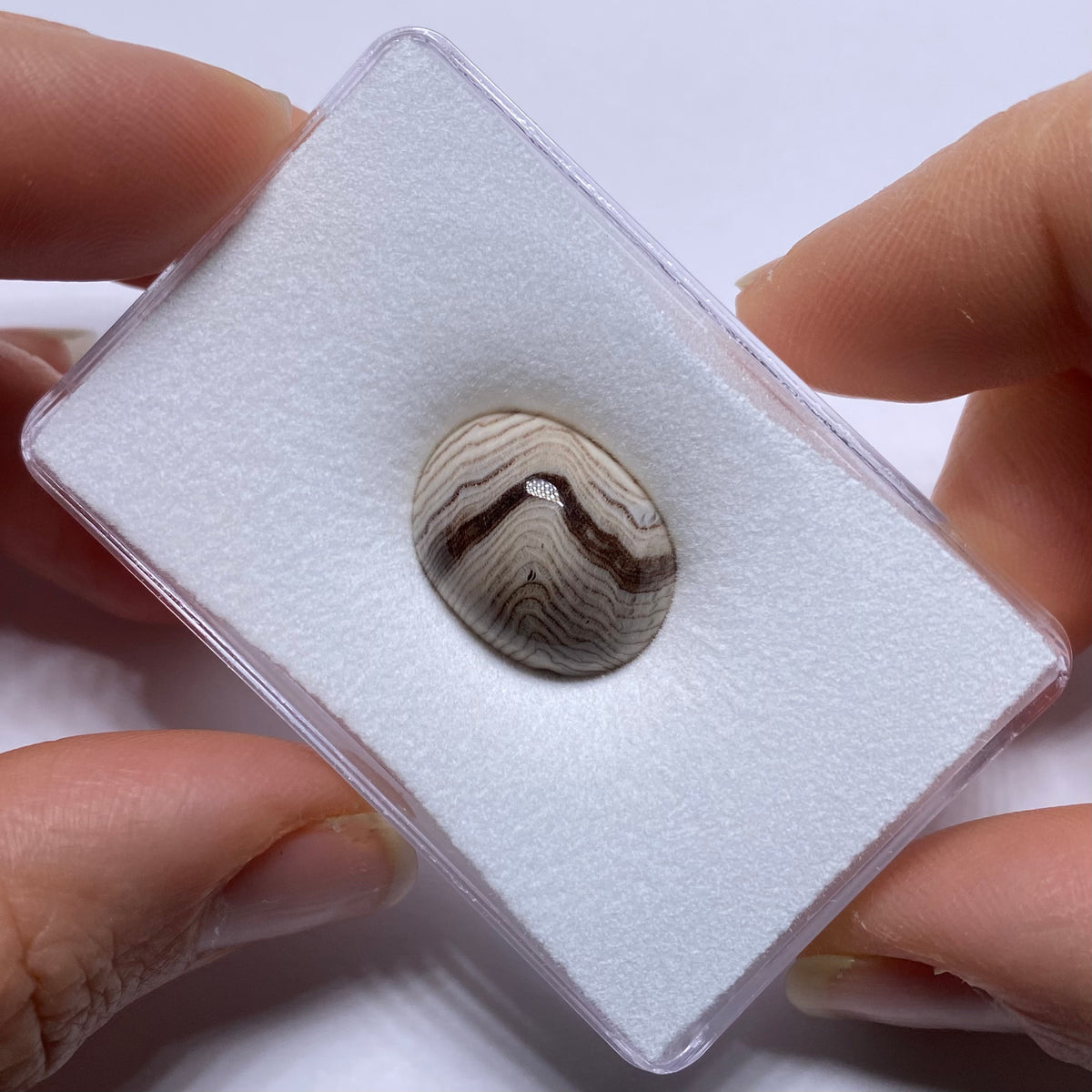 Hells Canyon Petrified Wood Cabochon