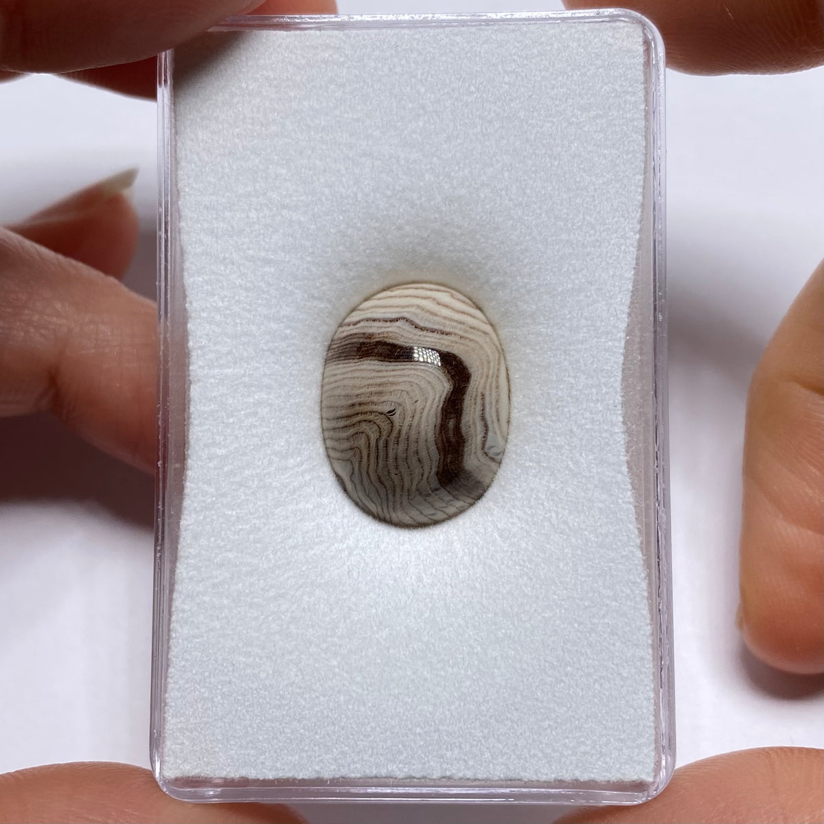 Hells Canyon Petrified Wood Cabochon