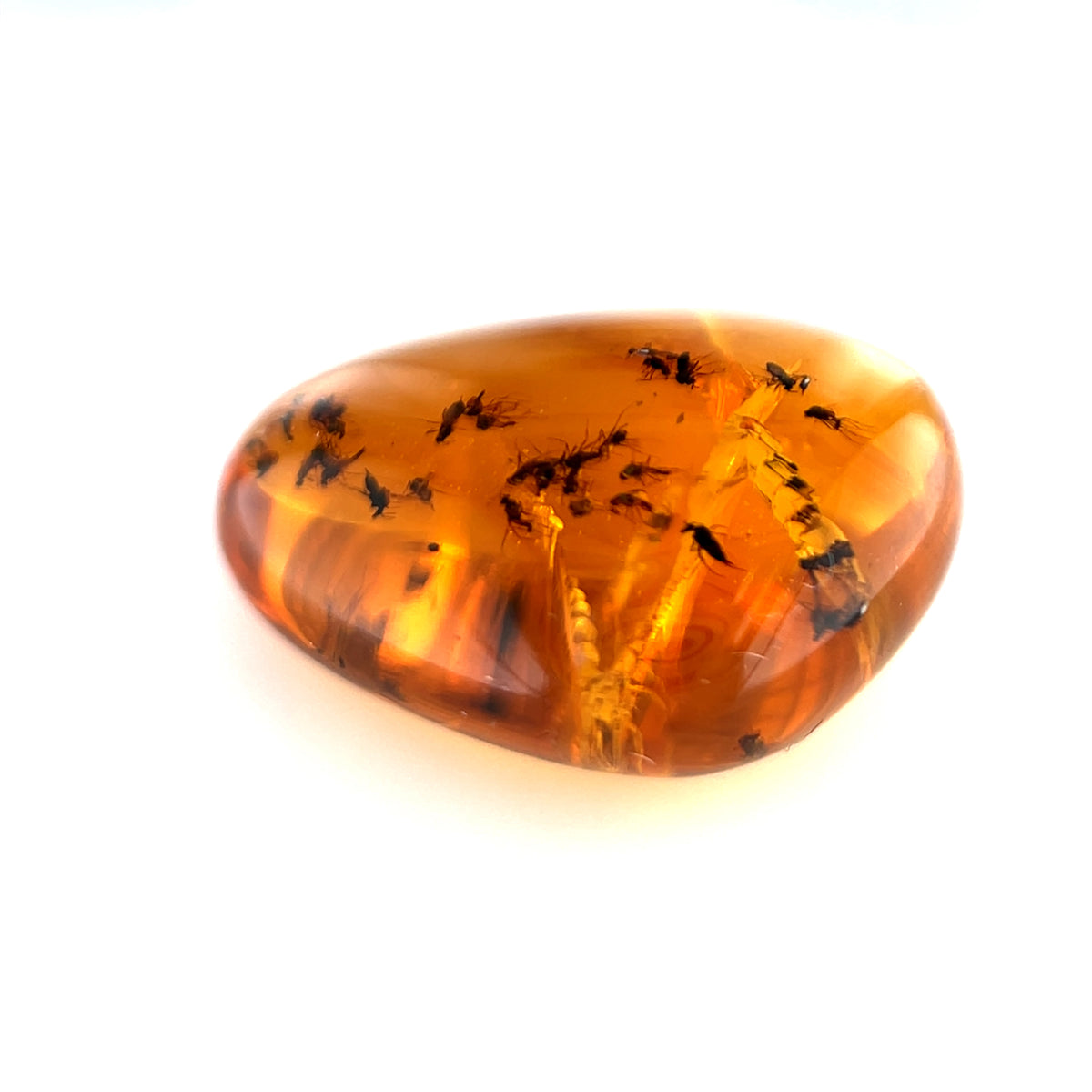 Amber with Insect Inclusions – Burma (Myanmar)