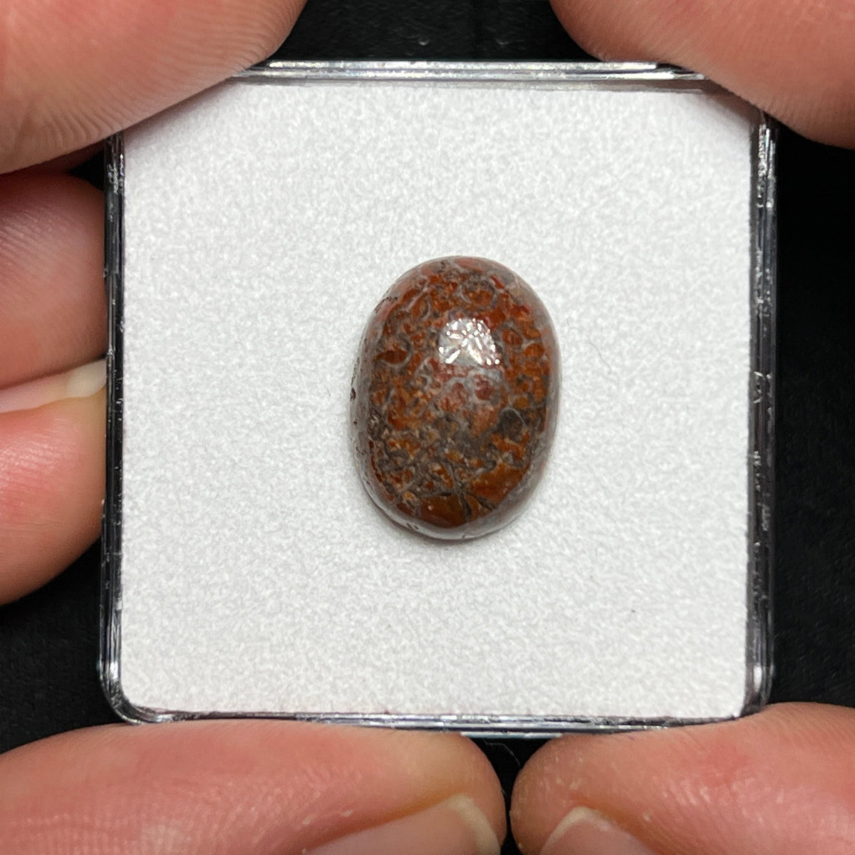 Fossilized Dinosaur Bone Cabochon