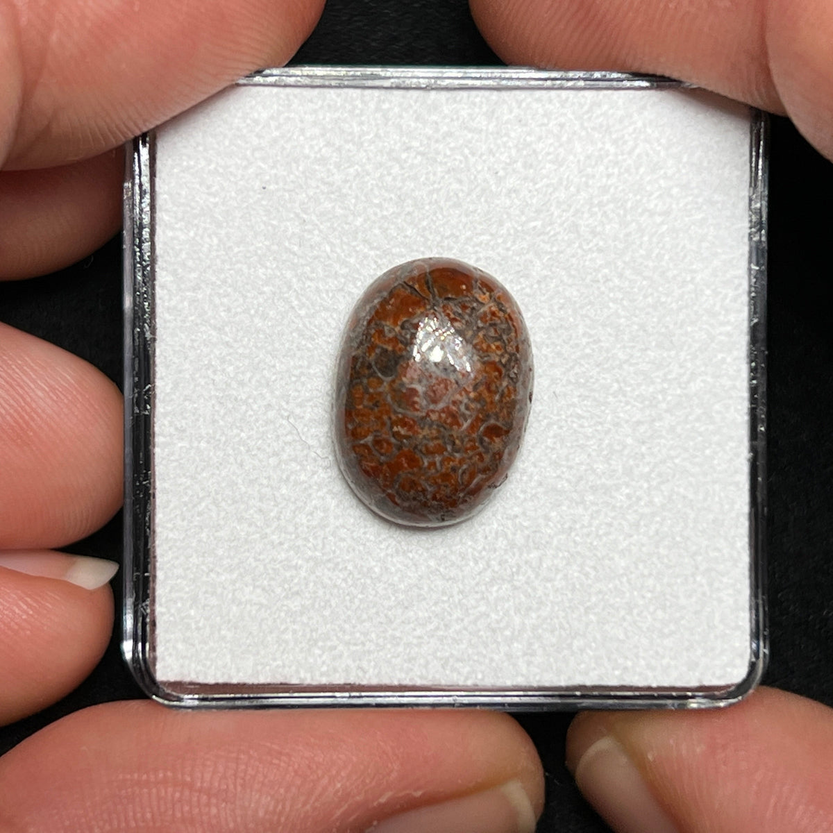 Fossilized Dinosaur Bone Cabochon