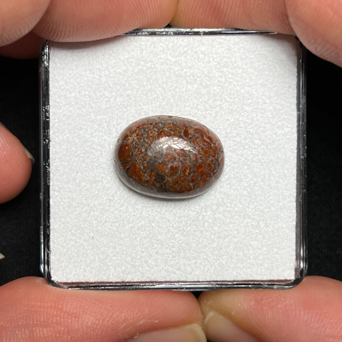 Fossilized Dinosaur Bone Cabochon