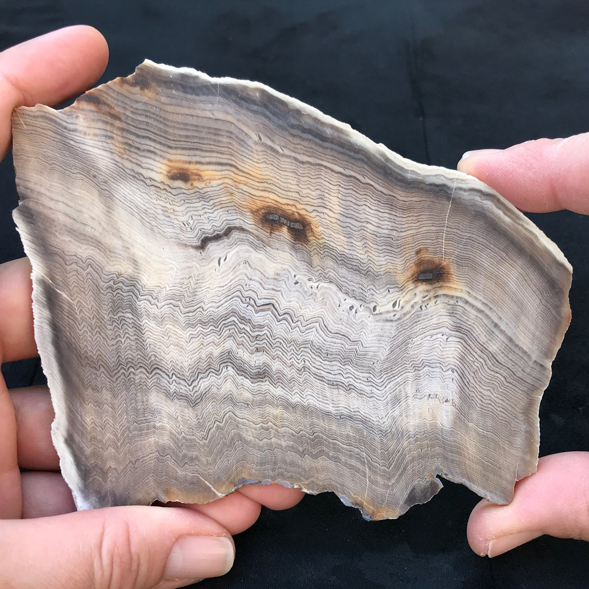 Hells Canyon Petrified Wood