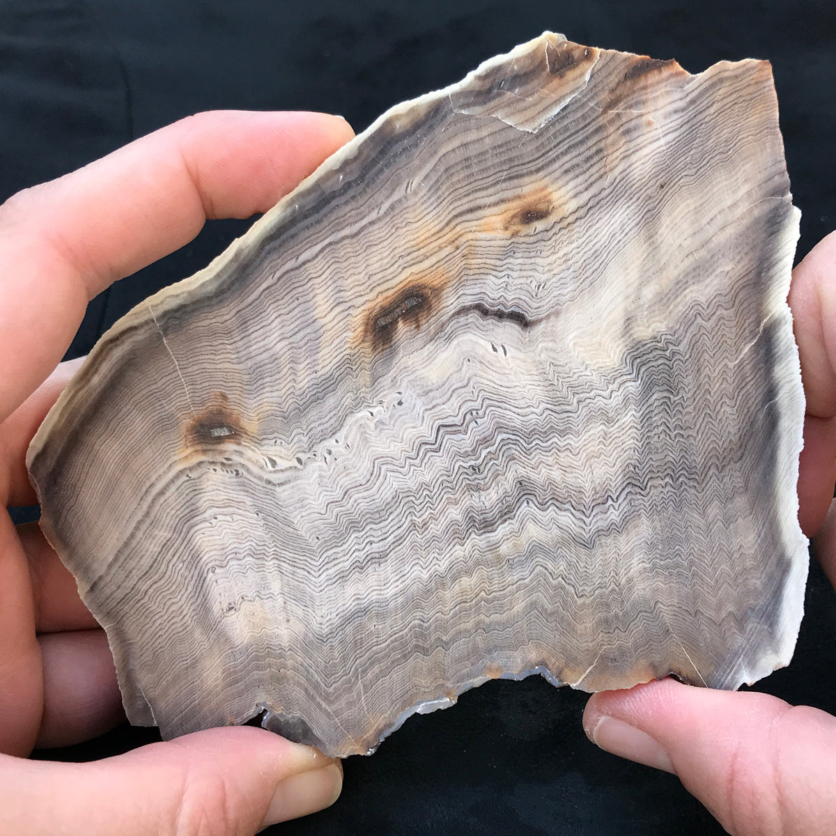 Hells Canyon Petrified Wood