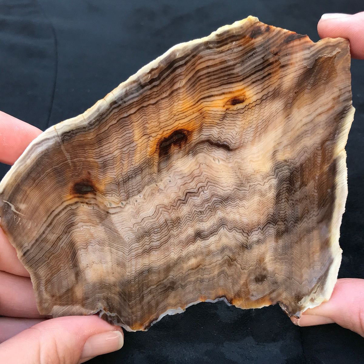 Hells Canyon Petrified Wood