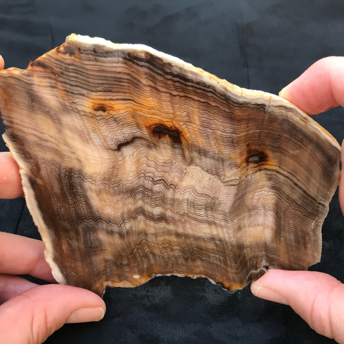 Hells Canyon Petrified Wood