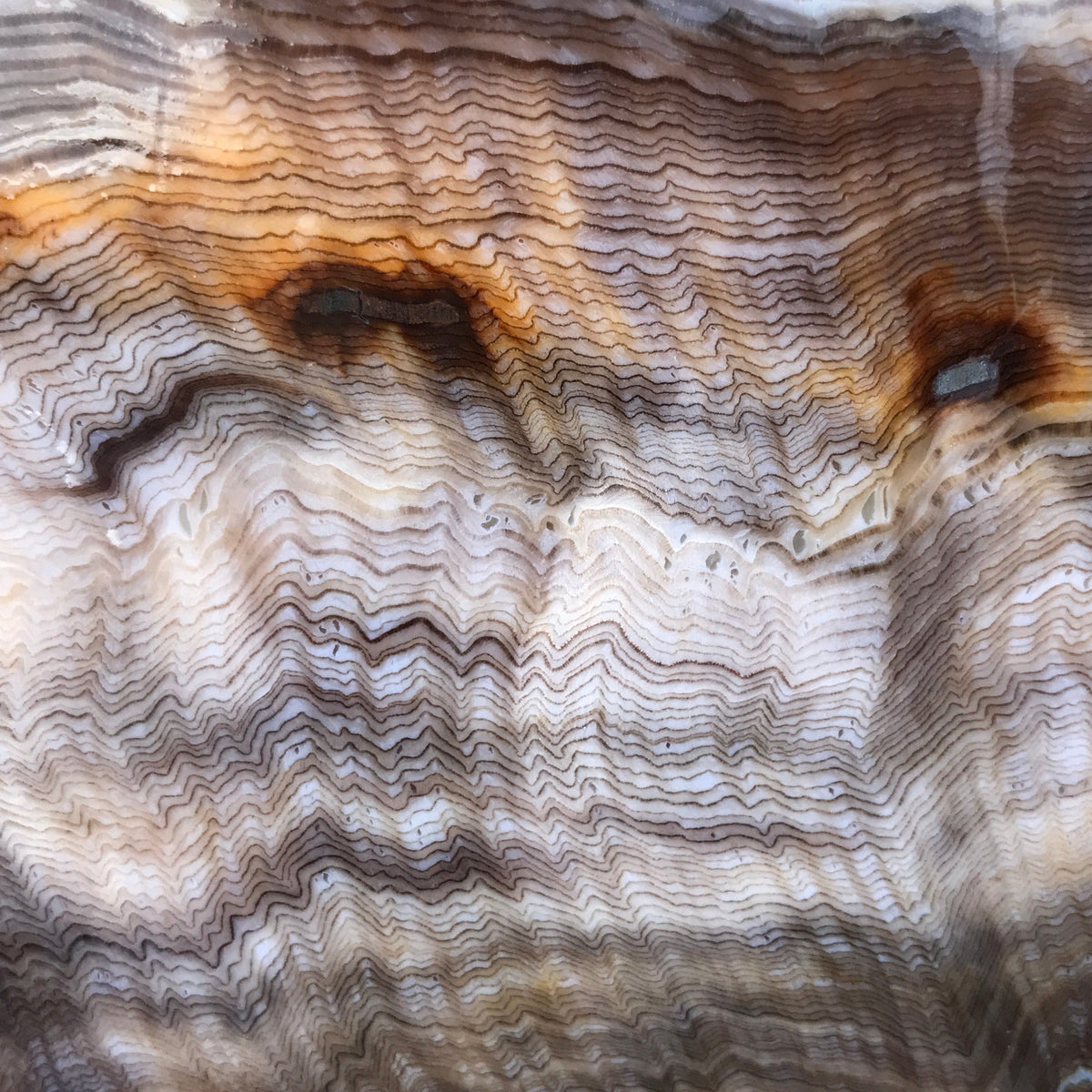 Hells Canyon Petrified Wood