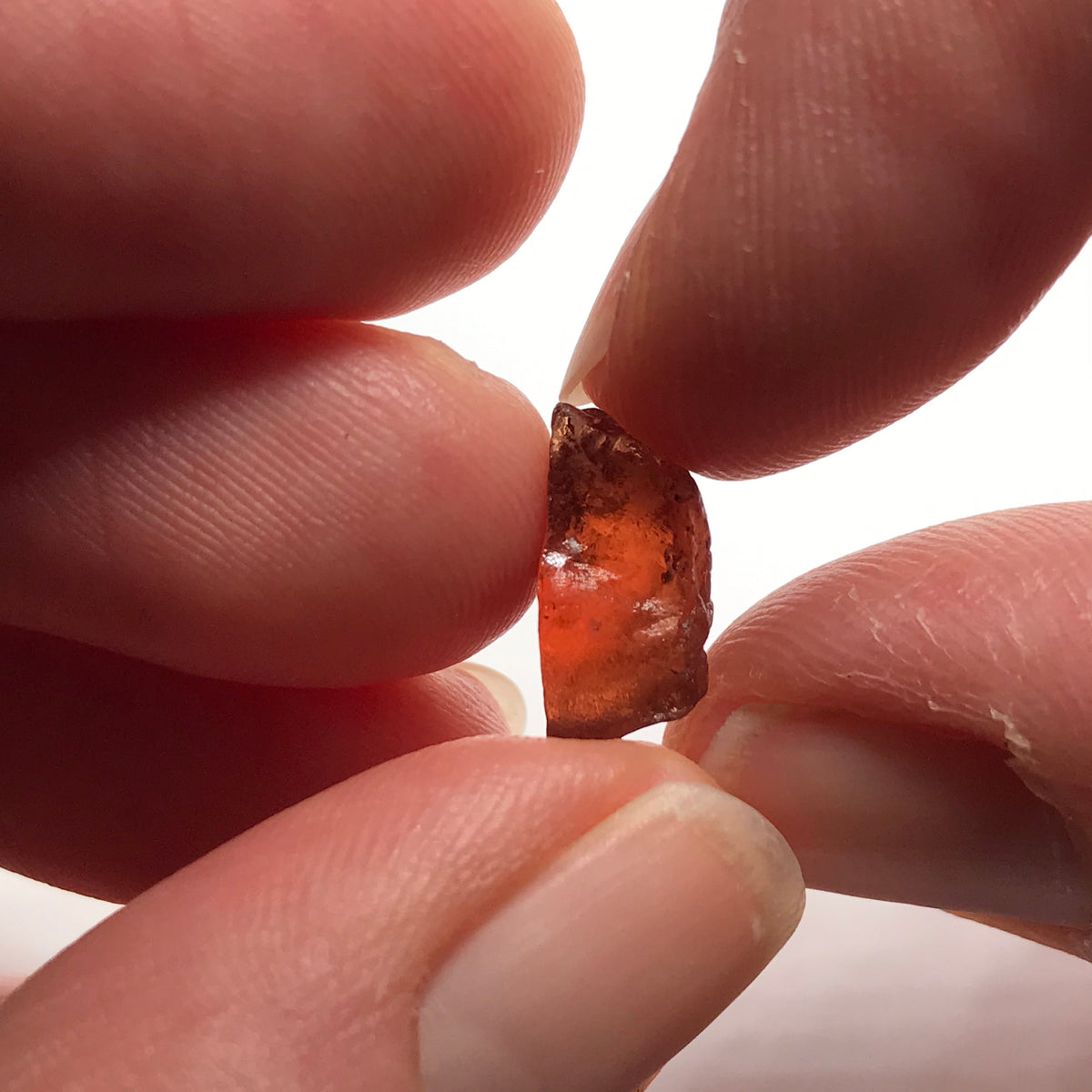 Tangawizi Malaya Garnet